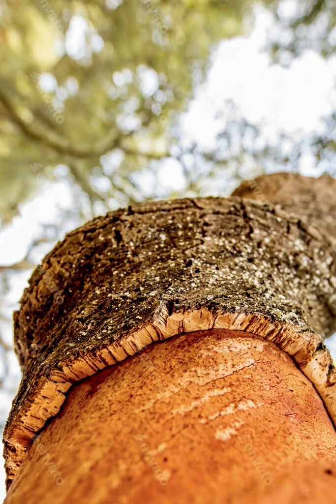 Nahaufnahme der Korkrinde eines Baumes